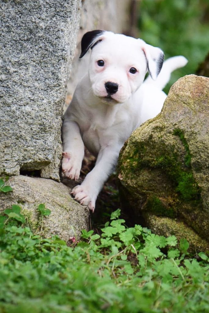 chiot Staffordshire Bull Terrier Killy'rena