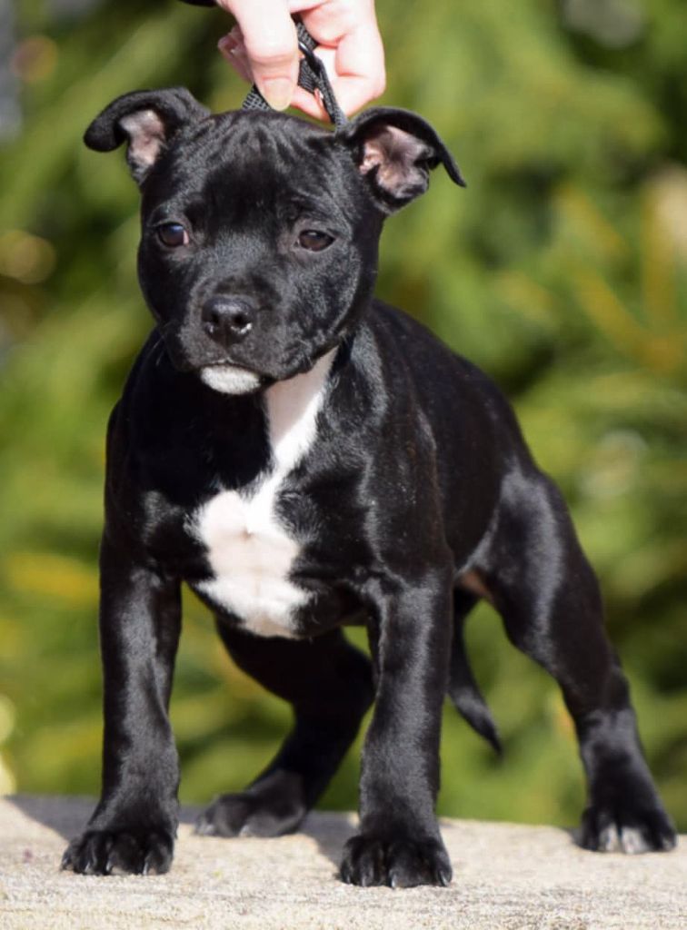 chiot Staffordshire Bull Terrier Killy'rena