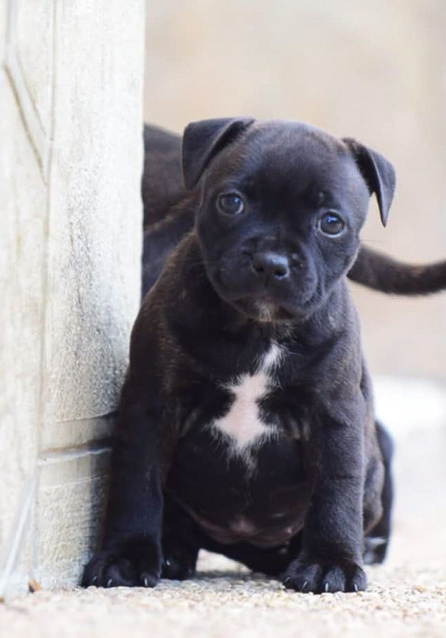 Killy'rena - Chiot disponible  - Staffordshire Bull Terrier