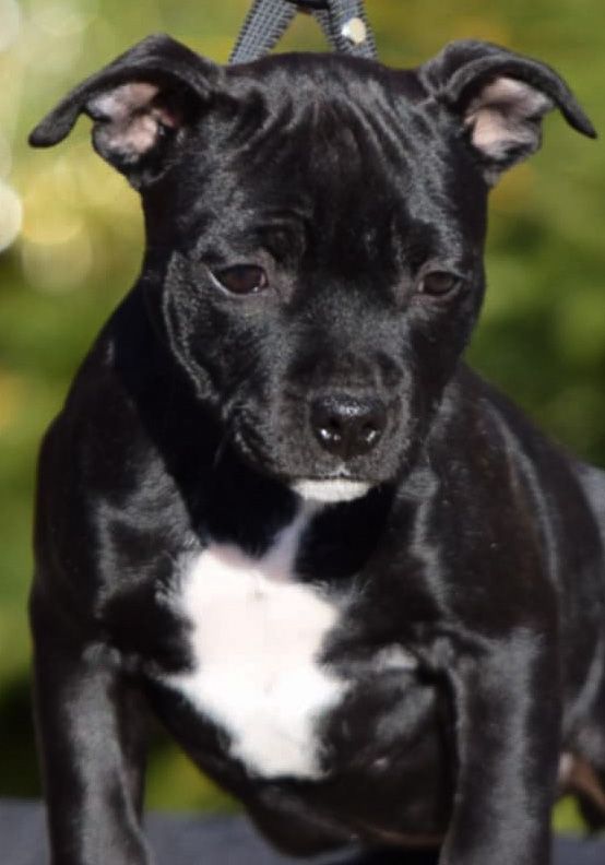 Killy'rena - Chiot disponible  - Staffordshire Bull Terrier