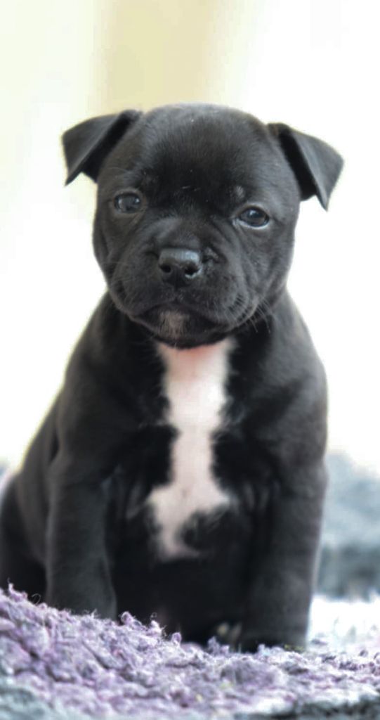 Killy'rena - Chiot disponible  - Staffordshire Bull Terrier