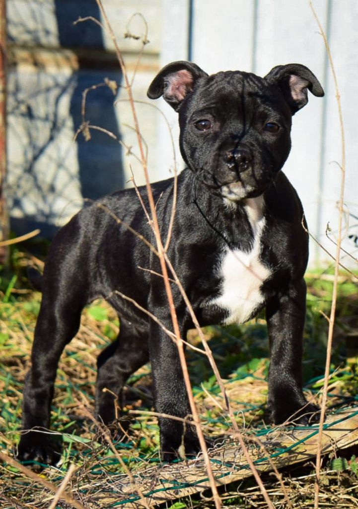 Killy'rena - Chiot disponible  - Staffordshire Bull Terrier