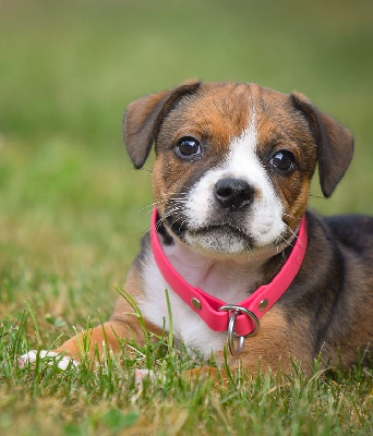 Killy'rena - Staffordshire Bull Terrier - Portée née le 10/07/2024