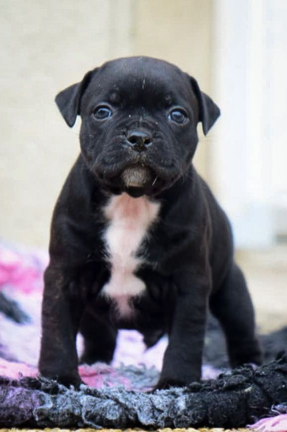 Killy'rena - Chiot disponible  - Staffordshire Bull Terrier