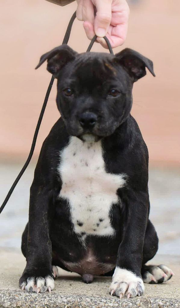 Staffie disponible 