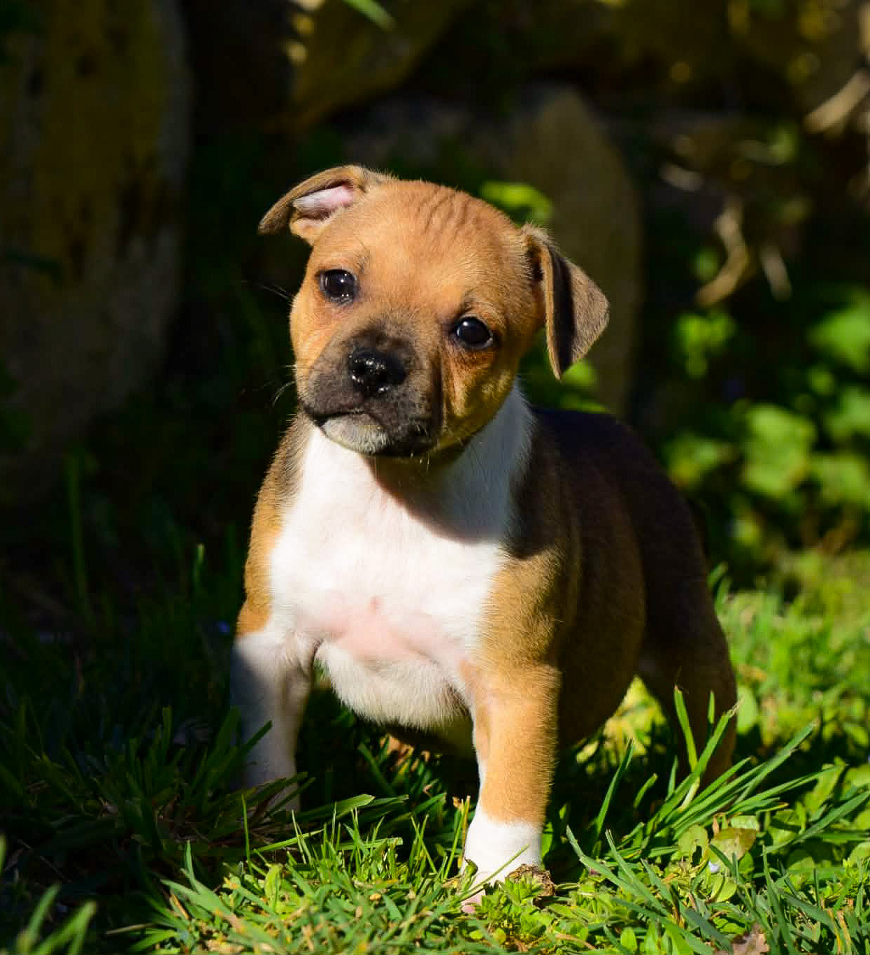 Killy'rena - Chiots disponibles - Staffordshire Bull Terrier