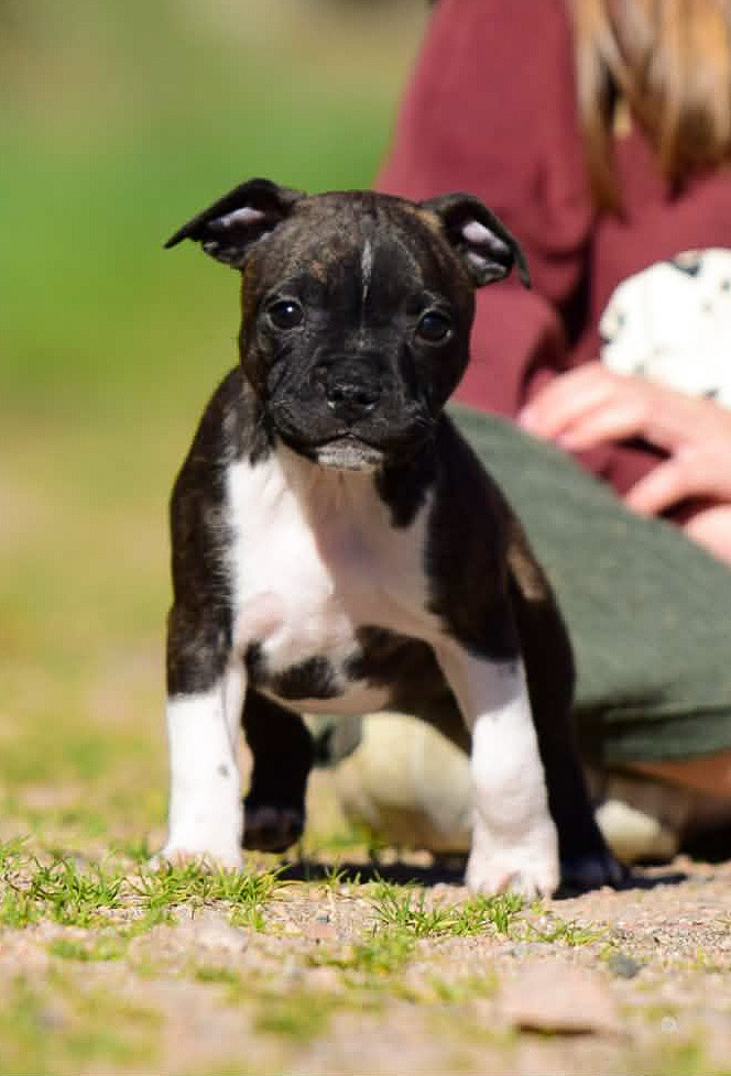 Killy'rena - Chiots disponibles - Staffordshire Bull Terrier