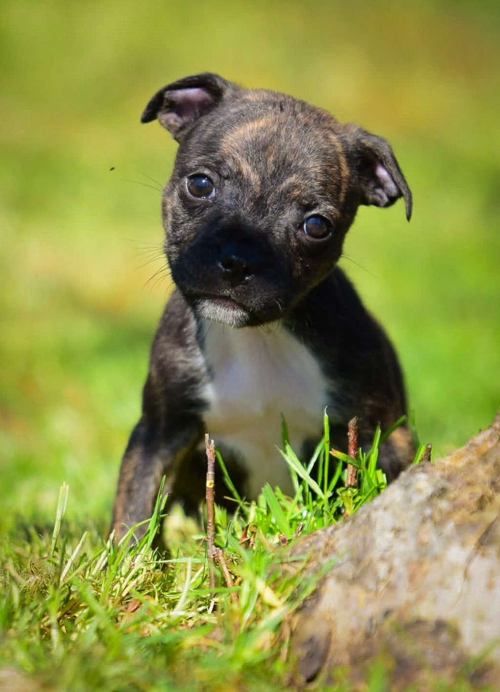 Killy'rena - Chiots disponibles - Staffordshire Bull Terrier