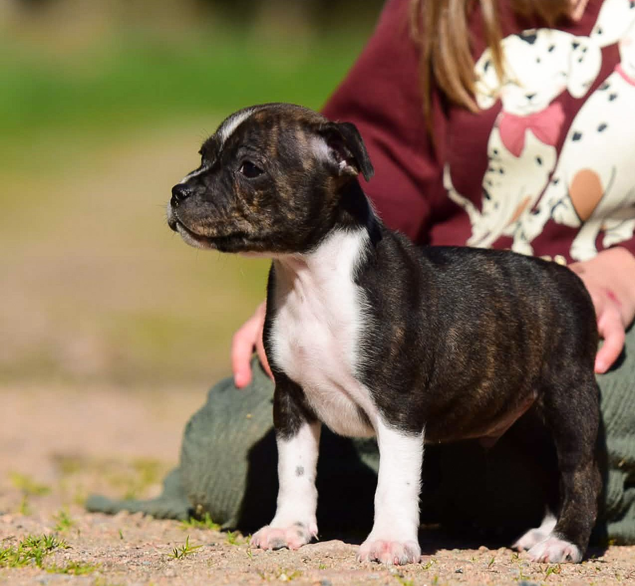 Killy'rena - Chiots disponibles - Staffordshire Bull Terrier