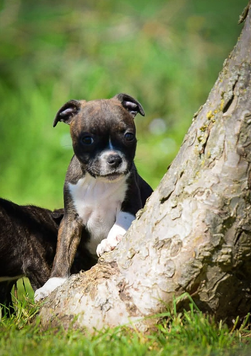 Killy'rena - Chiots disponibles - Staffordshire Bull Terrier