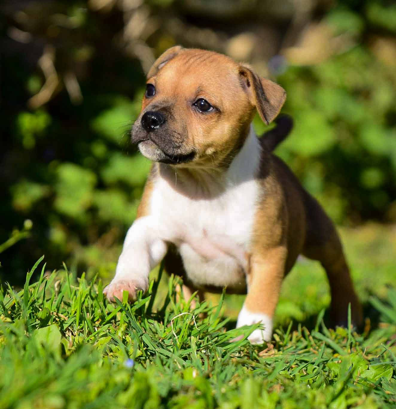 Killy'rena - Chiots disponibles - Staffordshire Bull Terrier