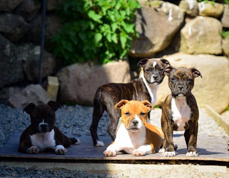 Chiot Staffordshire Bull Terrier Killy'rena