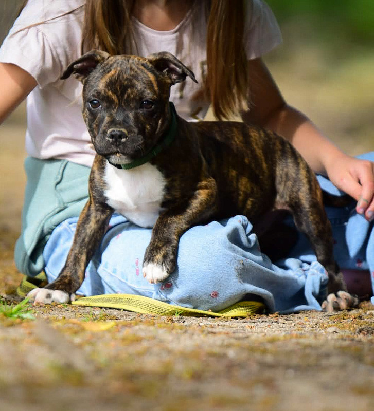 Killy'rena - Chiots disponibles - Staffordshire Bull Terrier