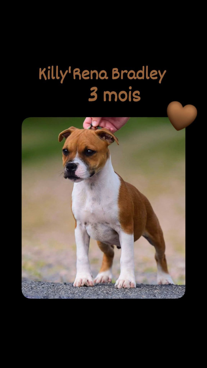 Killy'rena - Chiots disponibles - Staffordshire Bull Terrier