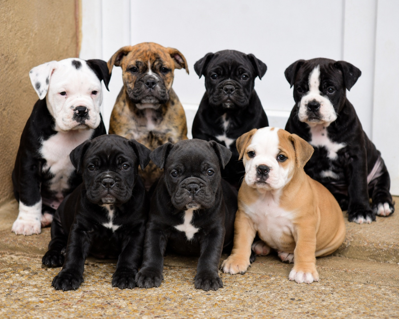 Chiot Bulldog continental Killy'rena