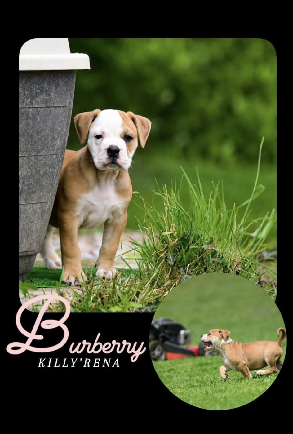 Killy'rena - Chiots disponibles - Bulldog continental