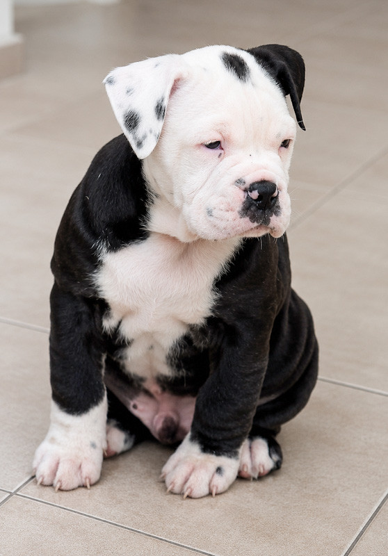 Killy'rena - Chiots disponibles - Bulldog continental