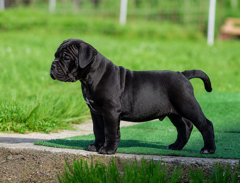 Killy'rena - Chiots disponibles - Bulldog continental