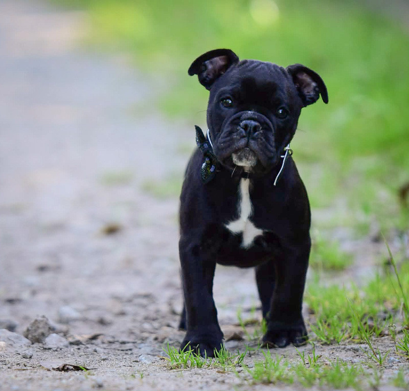 Killy'rena - Chiots disponibles - Bulldog continental