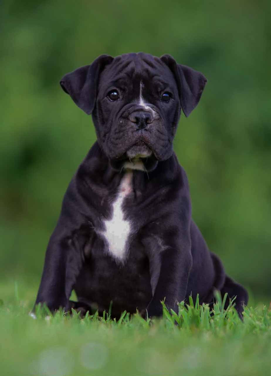 Killy'rena - Chiots disponibles - Bulldog continental