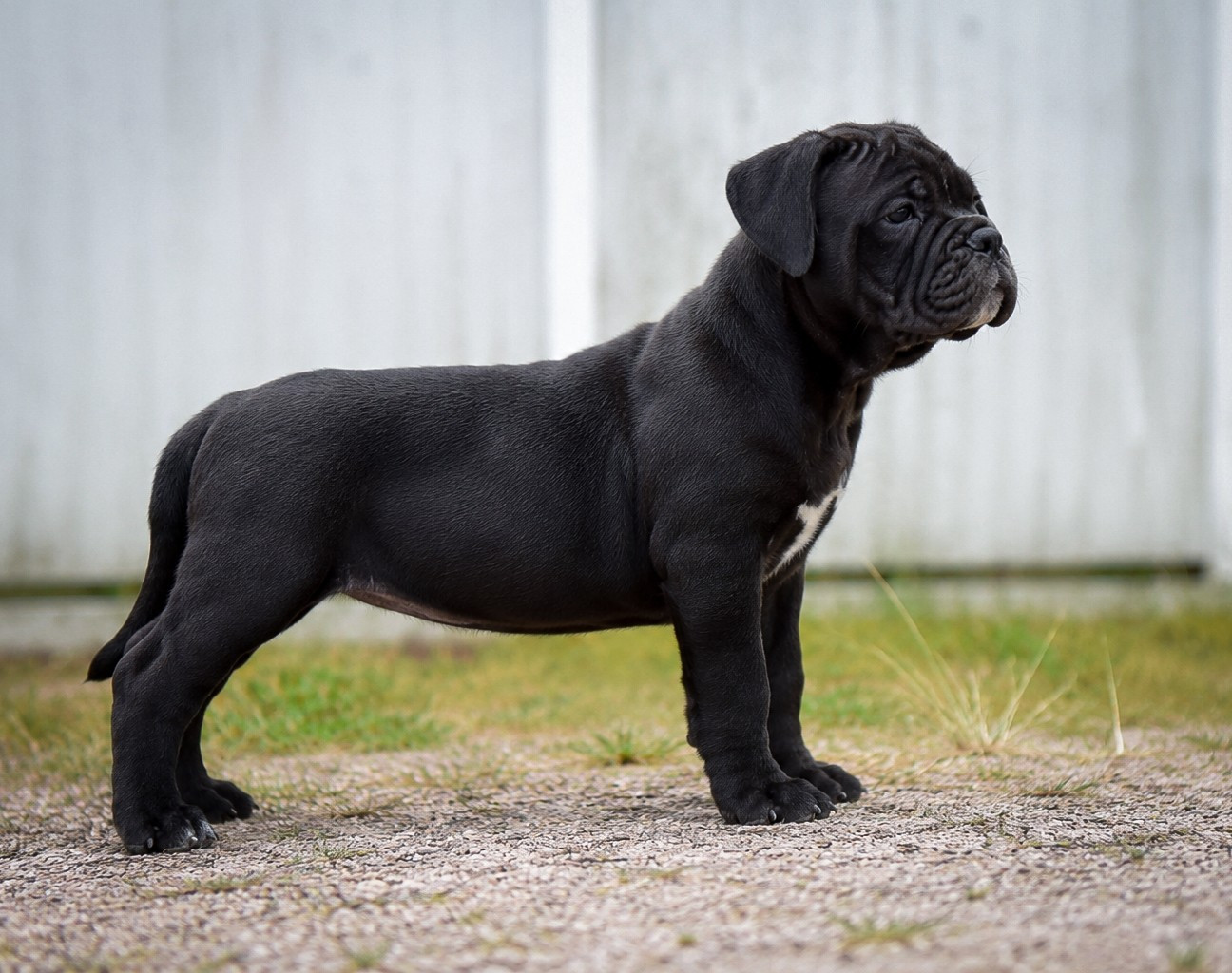 Killy'rena - Chiots disponibles - Bulldog continental