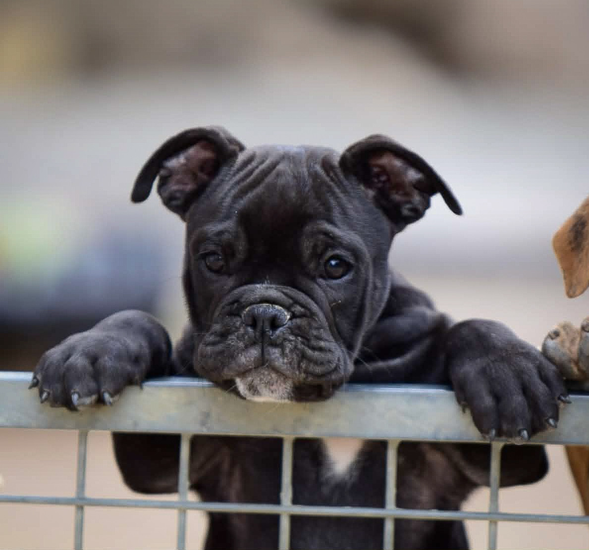 Killy'rena - Chiots disponibles - Bulldog continental