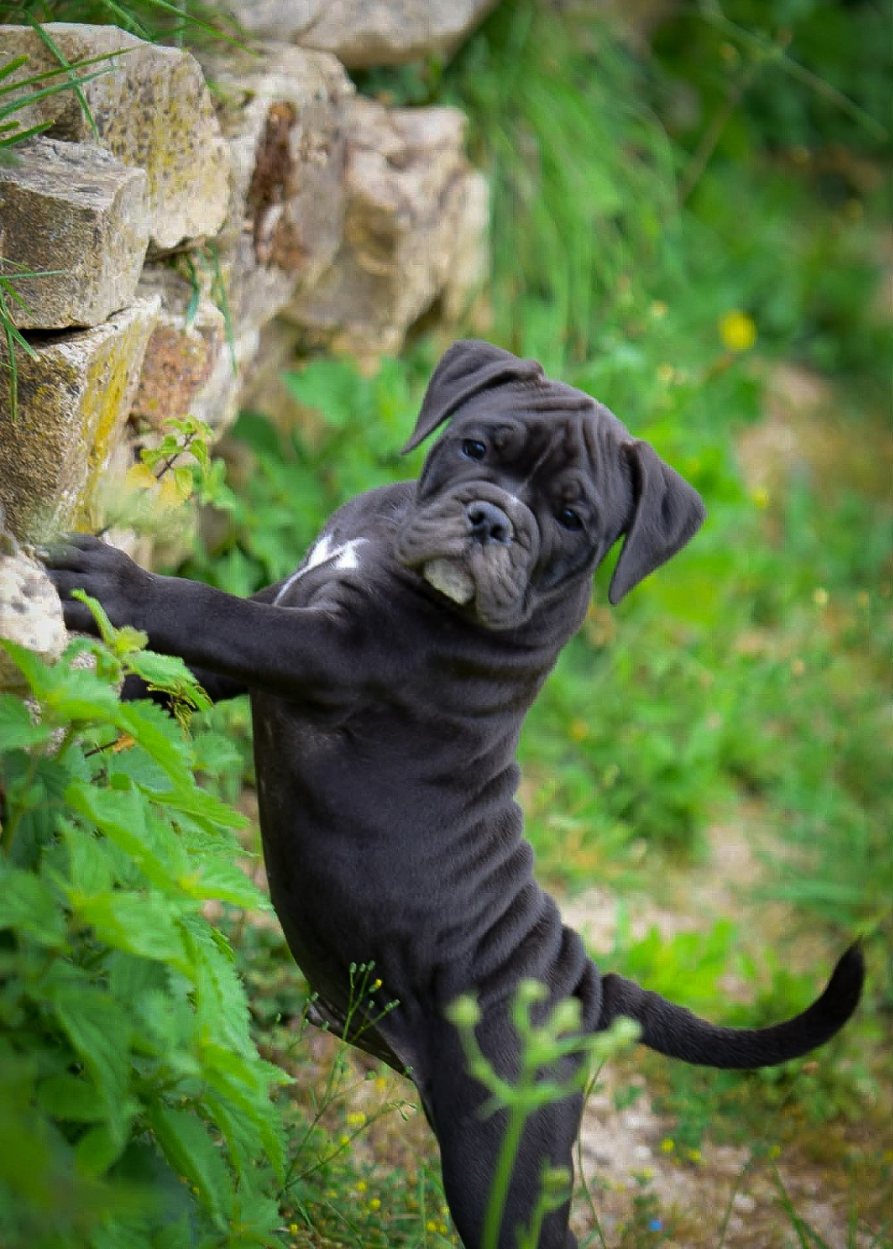 Killy'rena - Chiots disponibles - Bulldog continental