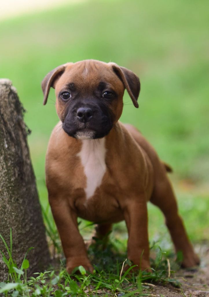 Killy'rena - Chiots disponibles - Staffordshire Bull Terrier