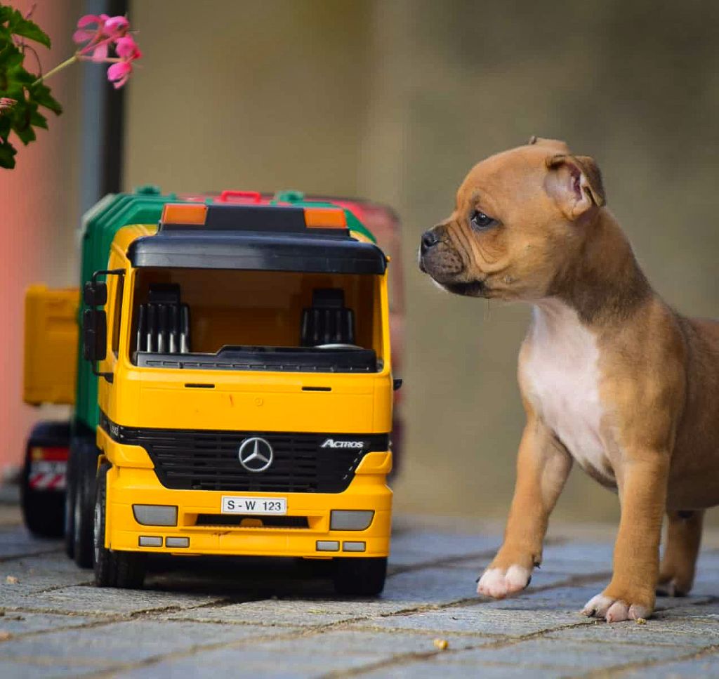 Killy'rena - Chiots disponibles - Staffordshire Bull Terrier