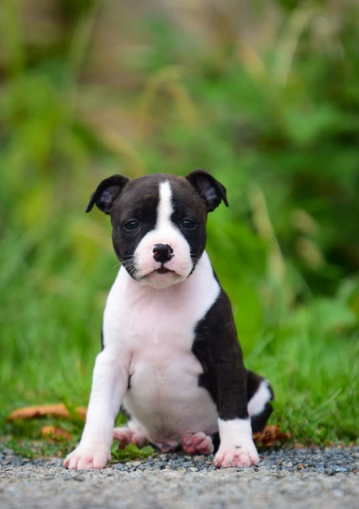 Killy'rena - Chiots disponibles - Staffordshire Bull Terrier