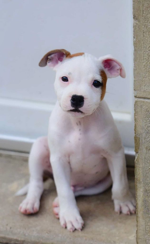 Killy'rena - Chiots disponibles - Staffordshire Bull Terrier