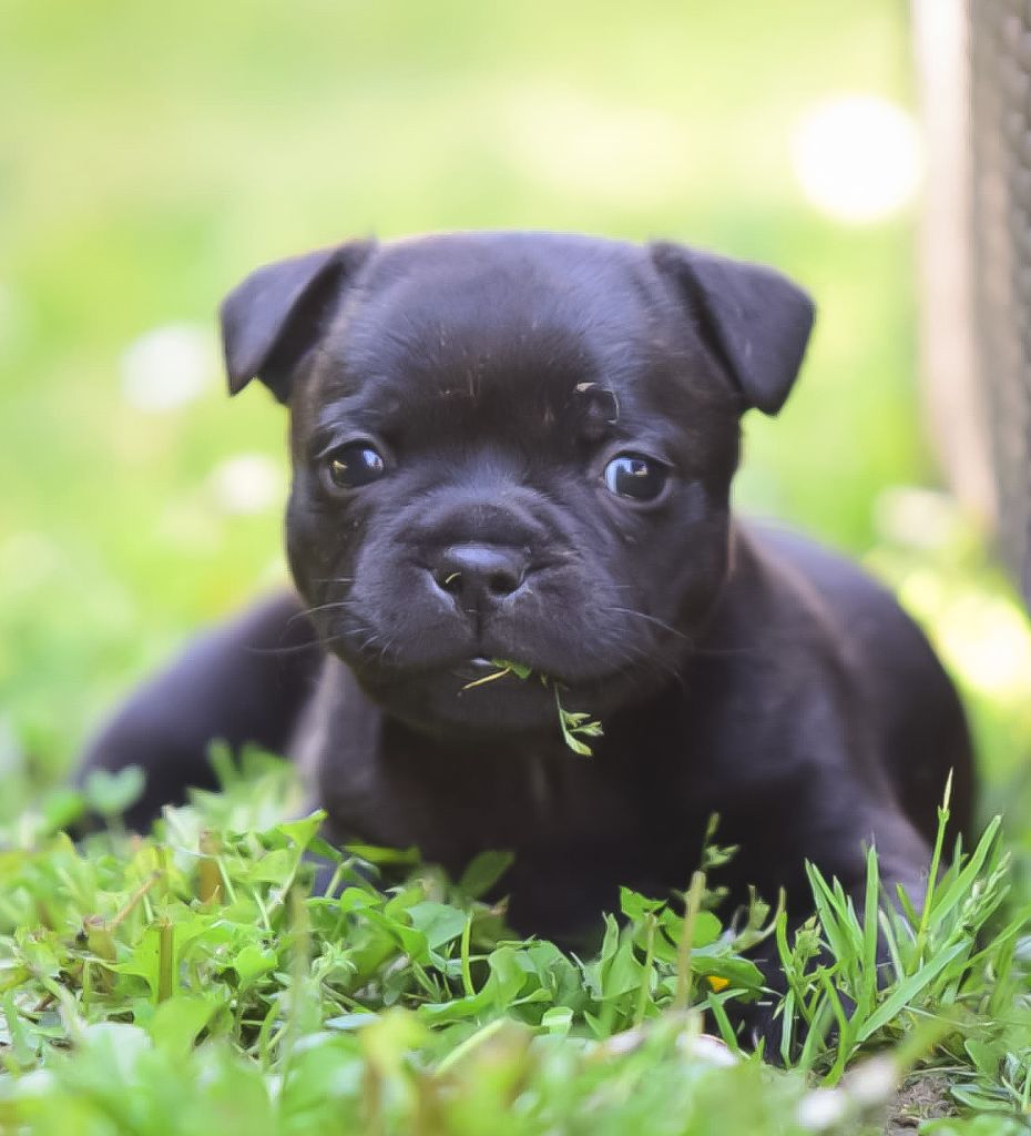 Killy'rena - Staffordshire Bull Terrier - Portée née le 26/03/2025