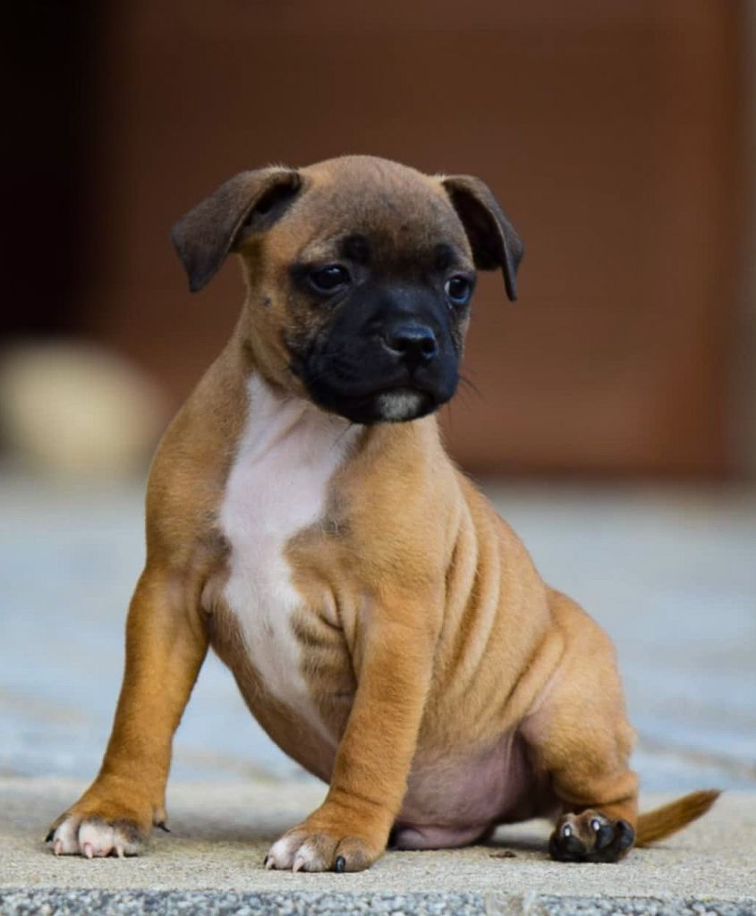 Killy'rena - Chiots disponibles - Staffordshire Bull Terrier