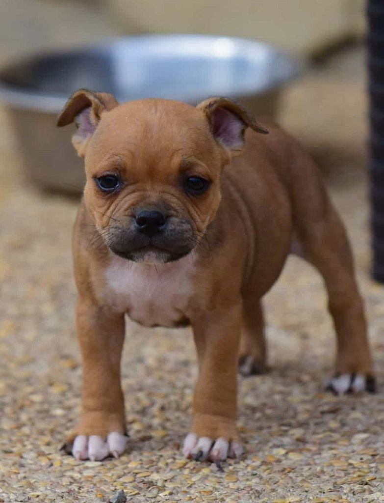 Killy'rena - Chiots disponibles - Staffordshire Bull Terrier