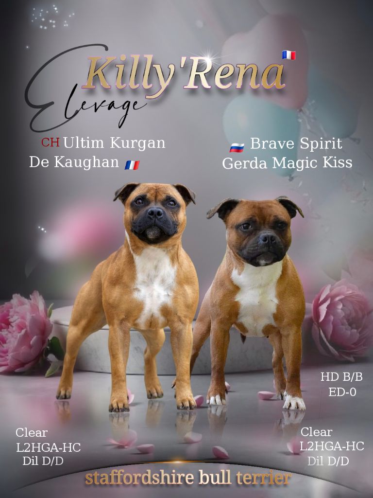 Killy'rena - Staffordshire Bull Terrier - Portée née le 10/06/2025