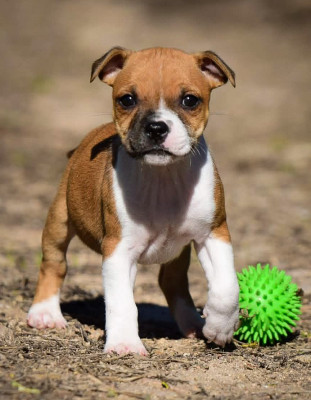 Chiot N°3