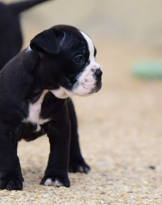 Chiot N°7