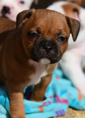 CHIOT 5
