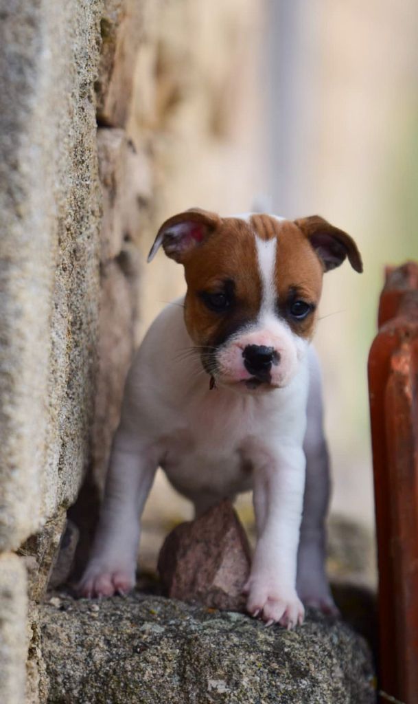 Killy'rena - Chiots disponibles - Staffordshire Bull Terrier