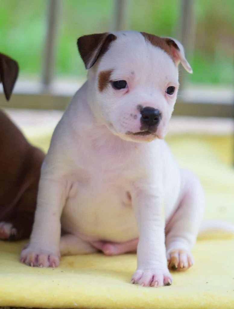 Killy'rena - Staffordshire Bull Terrier - Portée née le 28/08/2025
