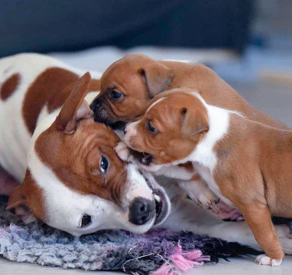 Chiot Staffordshire Bull Terrier Killy'rena