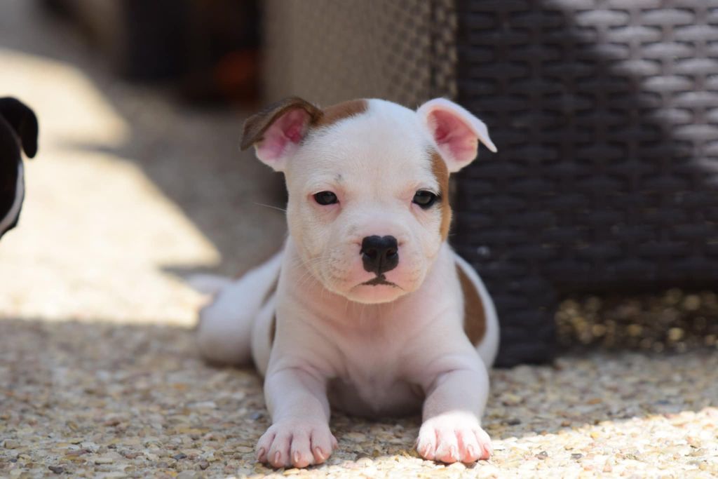 Chiot Staffordshire Bull Terrier Killy'rena
