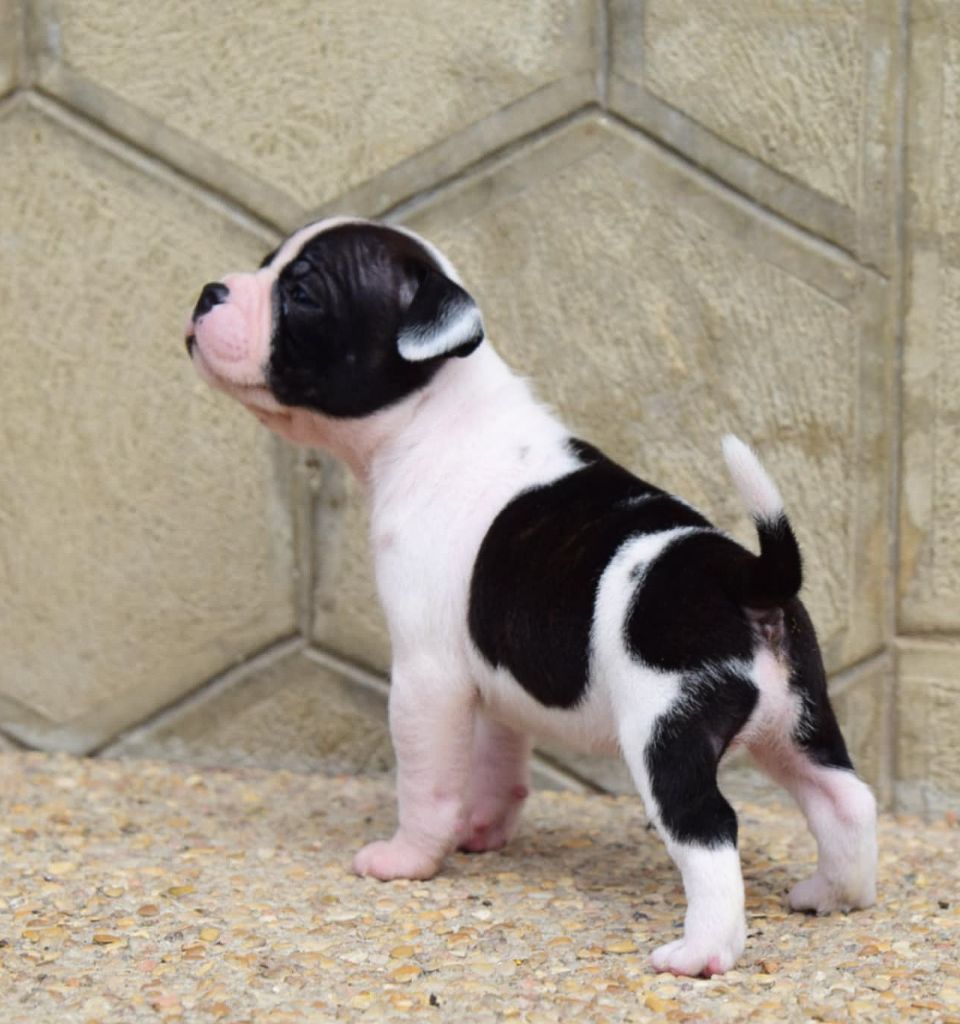 Killy'rena - Chiots disponibles - Staffordshire Bull Terrier